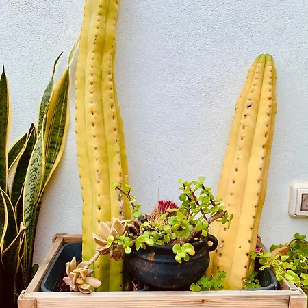 Atico Con Terraza, Vistas Panoramicas Y Parking Διαμέρισμα Σάντα Κρουζ Τενερίφης